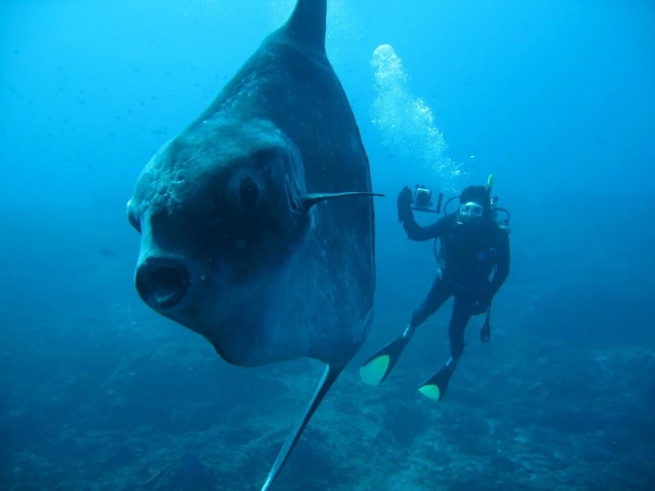 Рыба луна мола мола. Океанская солнечная рыба (mola mola). Молы и волноломы. Мол фото. Картинка мола.