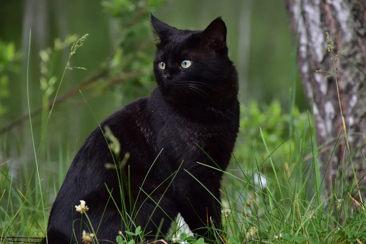 Черная кошка россия. Черные коты. Красивый черный кот. Британская кошка черная. Черный кот с серыми глазами.
