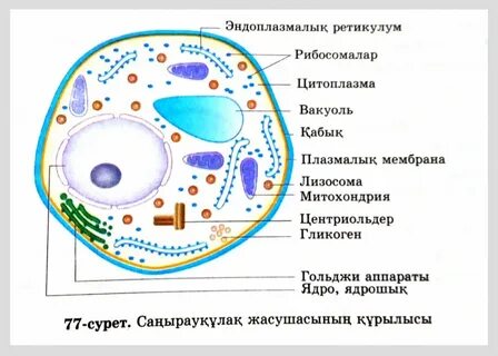 Порнодағы үлкен кеудесі бар әжелер