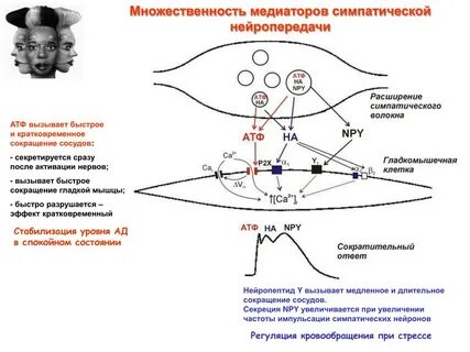 Кто такой медиатор
