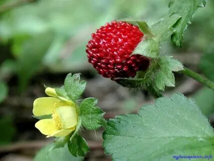 Перец однолетний лапчатка абрикос земляника редька