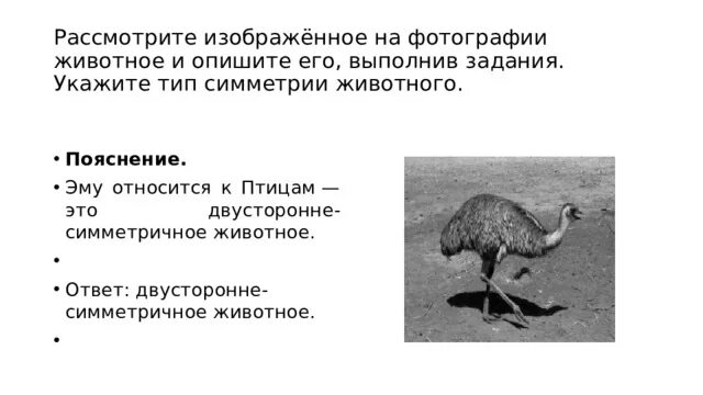 Типы симметрии животных 8 класс впр. Укажите Тип симметрии животного. Тип симметрии страуса. Тип симметрии животного страус. Укажите Тип симметрии животного страус.