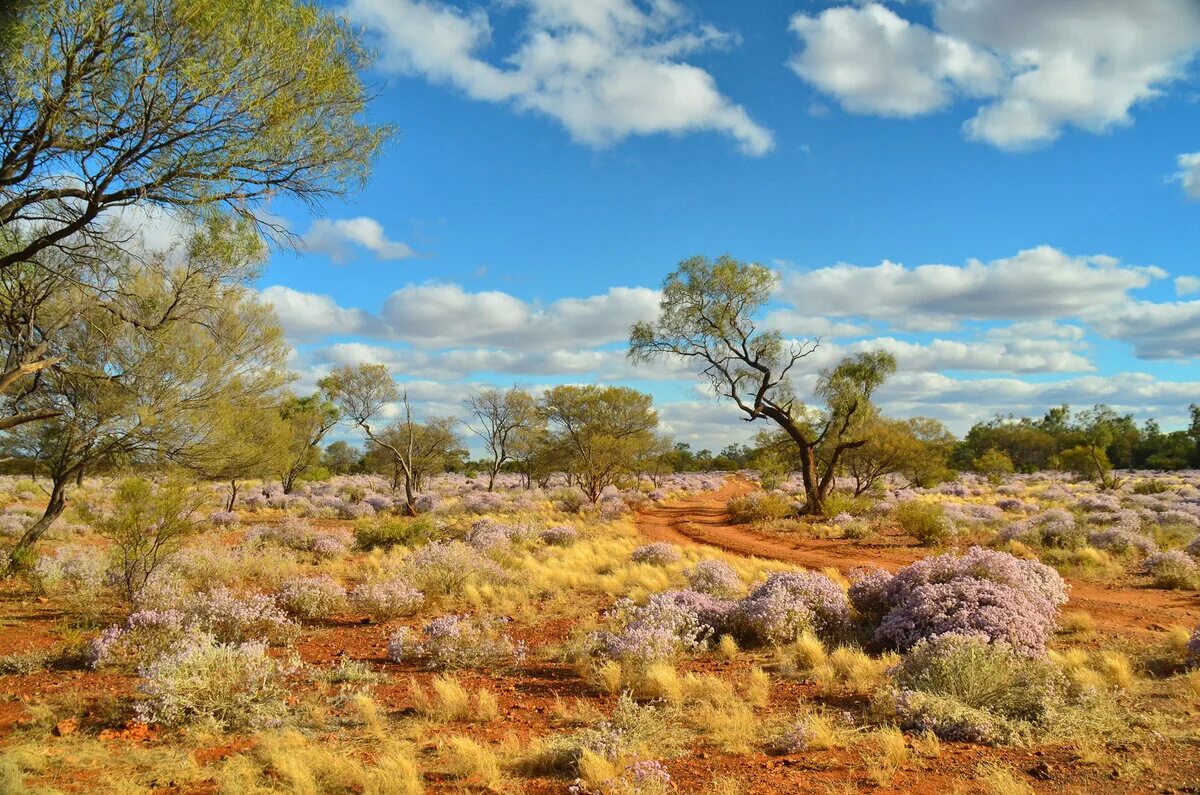 Пустыня гибсона австралия. Пустыни Австралии Гибсона. Пустыня Гибсон в Австралии. Симпсон Дезерт национальный парк Австралии. Gibson Desert Австралия.