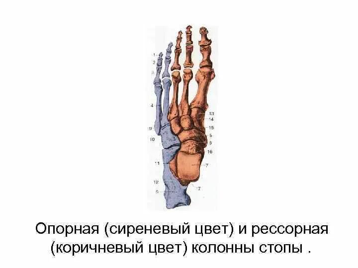 Рессорная функция стопы. Рессорная функция стопы
