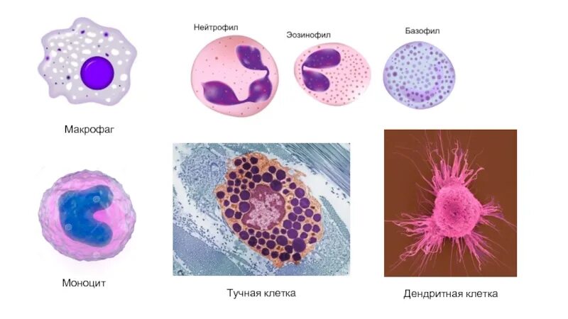 Тучные клетки гистология. Макрофаги гистология строение. клетка макрофаг строение. рисунок макрофага и моноцита. лимфоциты макрофаги гистология.