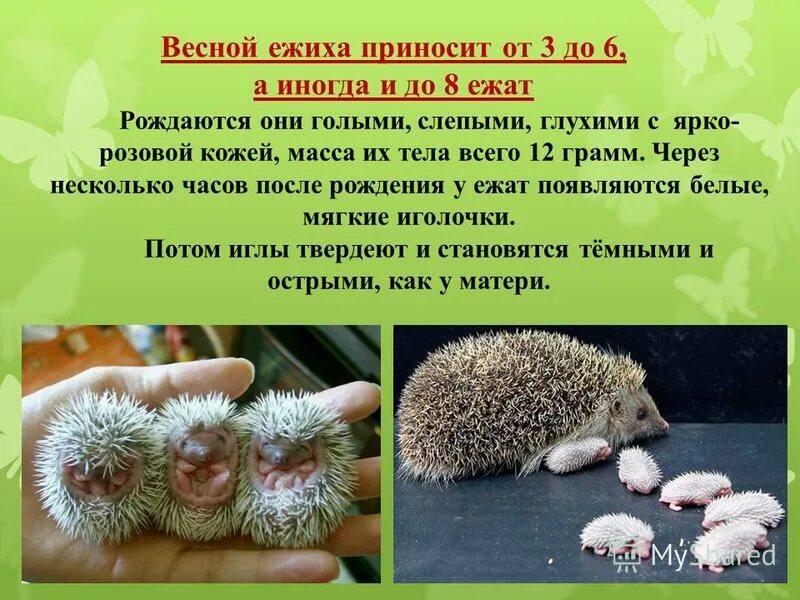 Приспособление к среде обитания кактуса медведки. Приспособления ежа. ёжик среда обитания. еж приспособление к среде. еж характер.