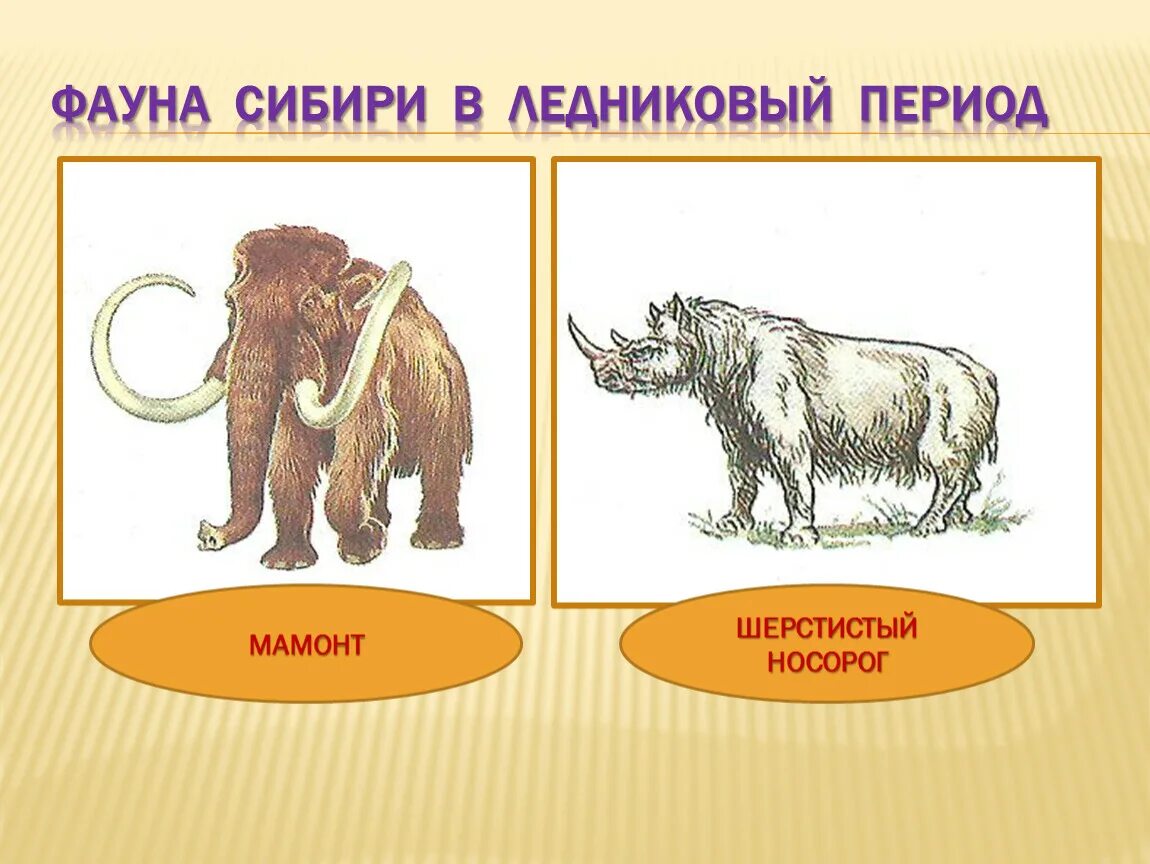 Шерстистый носорог. Шерстистый носорог презентация. Мамонт и носорог. Животные ледникового периода.