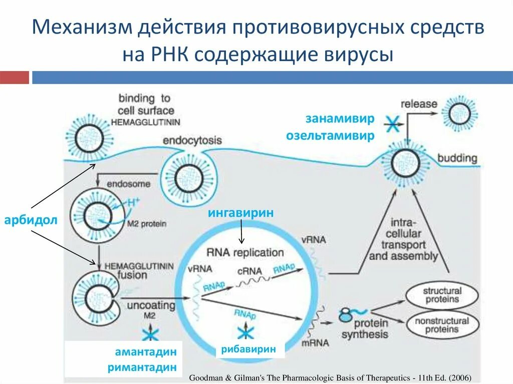 Поколения противовирусных препаратов. Механизм действия противовирусных препаратов. Противовирусные препараты классификация схема. Противовирусные средства механизм действия. Схема противовирусных препаратов и механизм действия.