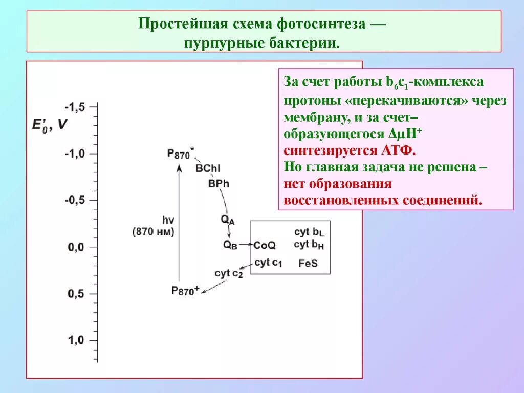 Возникновение фотосинтеза у прокариот. Фотосинтез пурпурных бактерий схема. Пурпурные бактерии фотосинтез. Фотосинтез у бактерий. Бактериальный фотосинтез схема.
