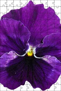 Violet