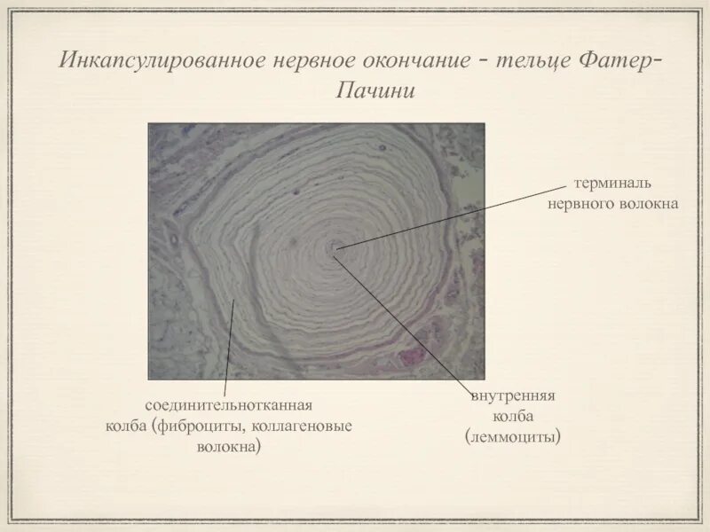 Инкапсулированное нервное окончание (тельца фатер — Пачини).. Фатера Пачини гистология. Препарат фатера Пачини гистология. Инкапсулированные нервные окончания. Тельца фатера