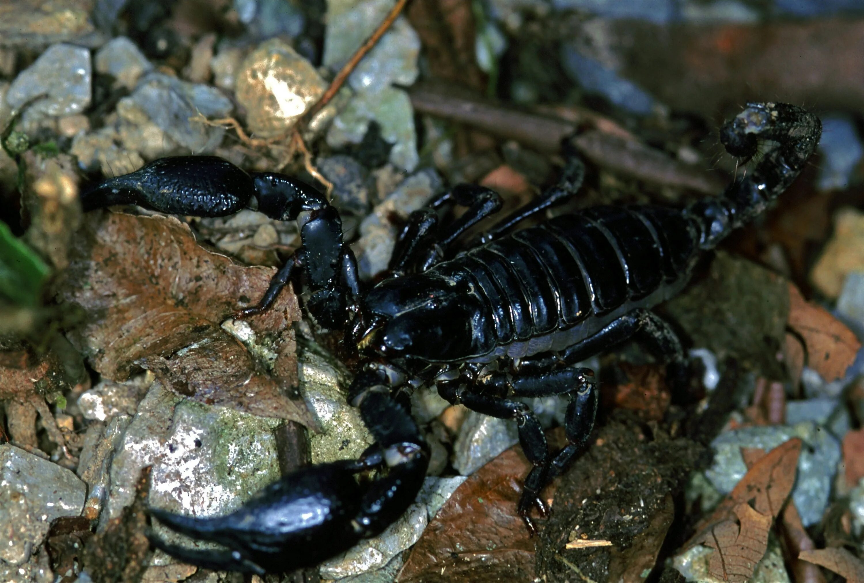 Какую среду освоил скорпион. Скорпион Heterometrus. Heterometrus spinifer l1. Скорпион Heterometrus cyaneus. Скорпион Гетерометрус Heterometrus spinifer.