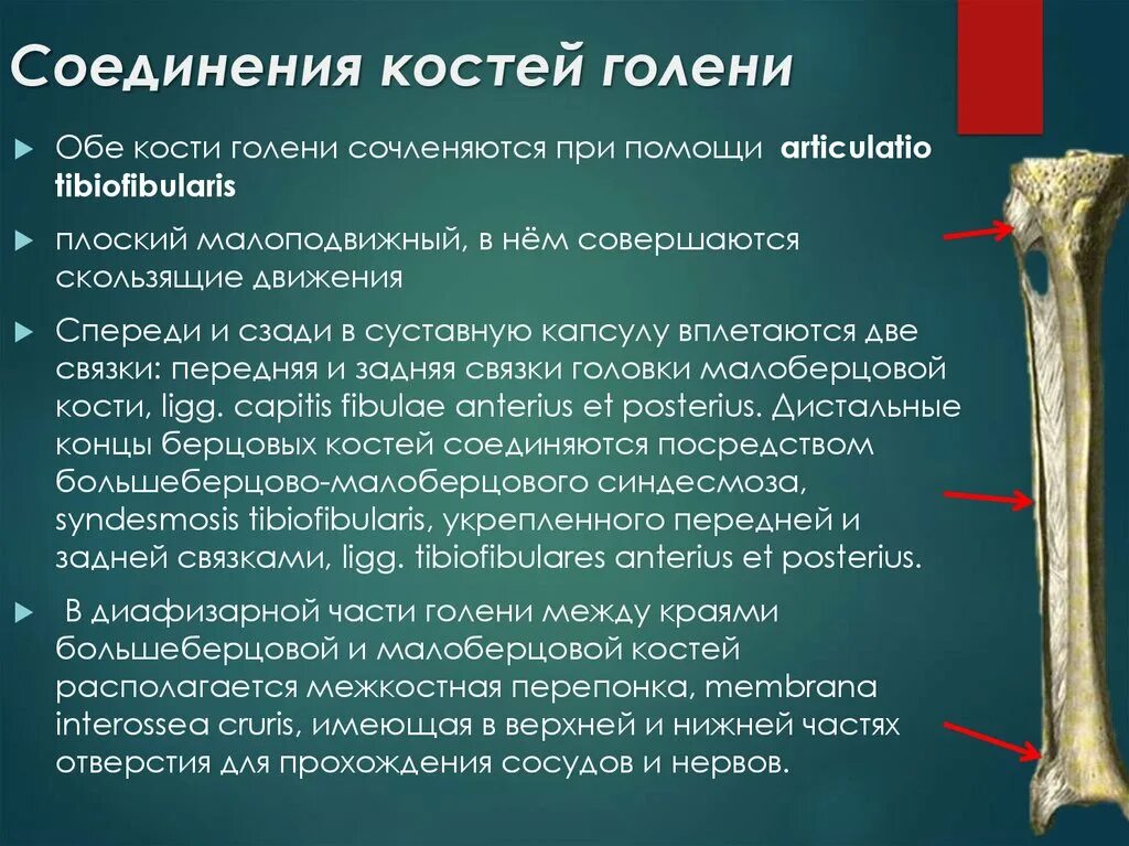 Кости голени строение. Соединение костей голени. Строение и соединение костей голени. Соединение берцовых костей.