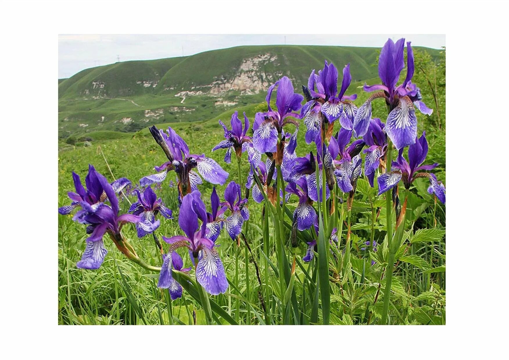 Iris pdf