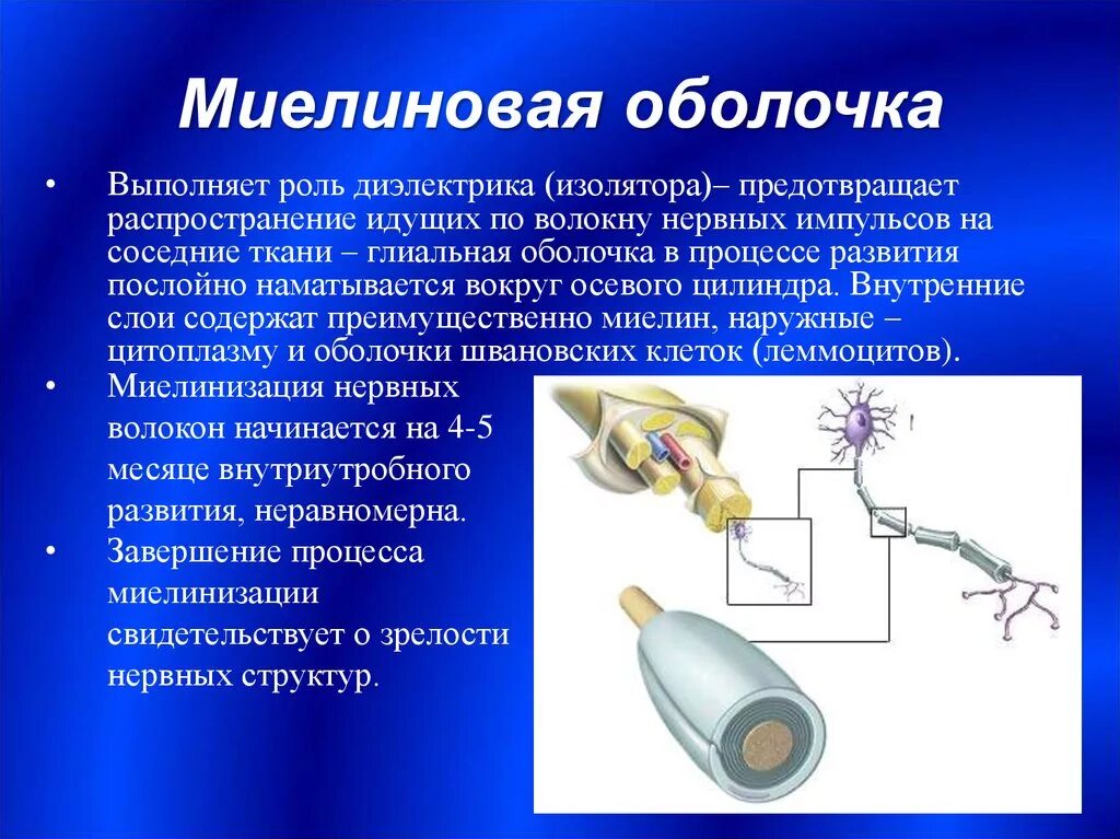 Миелиновая оболочка функции. Функции миелиновой оболочки нейрона. Состав миелиновой оболочки нервного волокна. Миелиновая оболочка периферических нервных волокон образована. Формирование миелиновой оболочки нервных волокон..