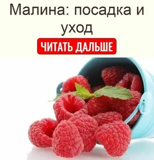 Просто малин