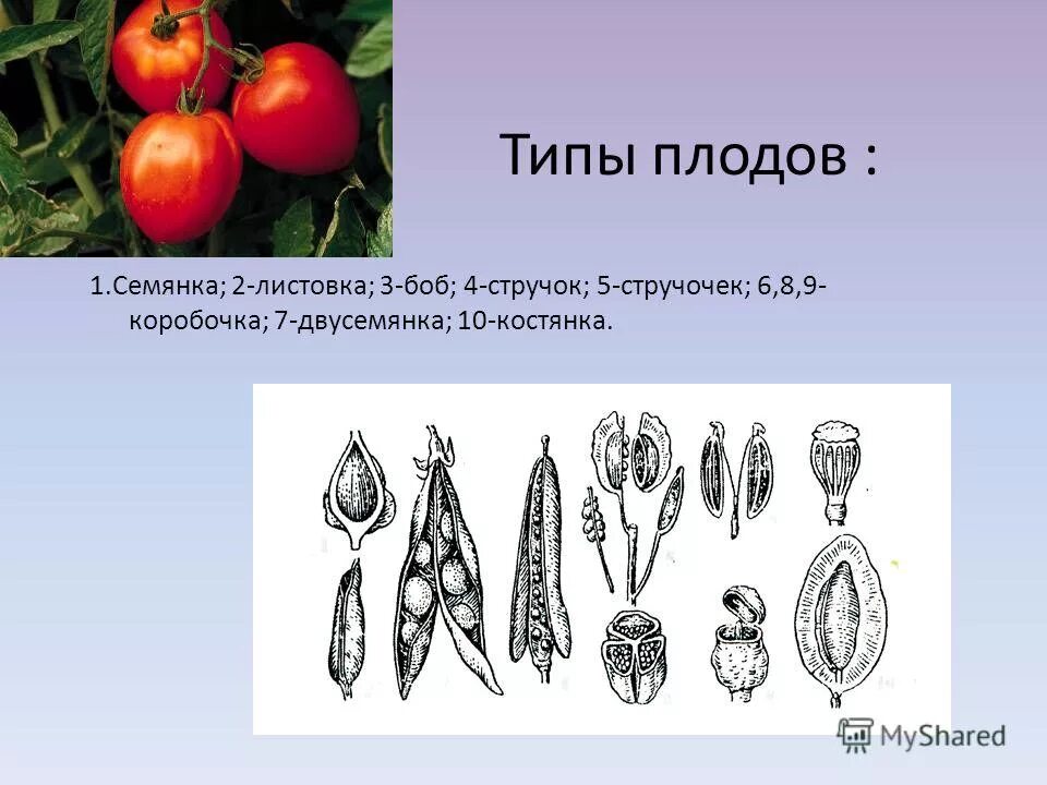 Размножение 2 способами людей. Виды плодов. Плод семянка.