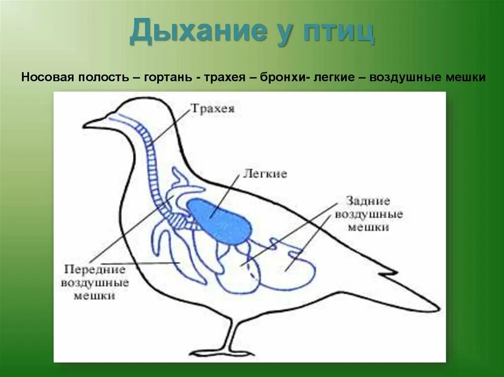 Какую функцию выполняют воздушные мешки. Дыхательная система птиц воздушные мешки. Дыхательная система птиц легкие. Схема дыхательной системы птицы биология 7 класс. Дыхательная система Голуб.