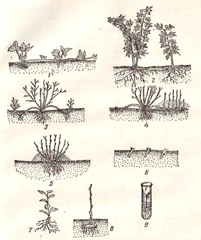 Как размножить смородину от куста. Черенкование плодовых кустарников. Укоренение черенков крыжовника. Отводками куста крыжовника.. Размножение крыжовника черенками.