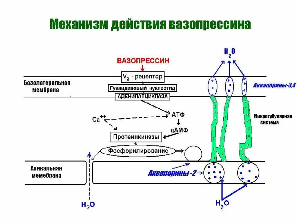 Адг гормон. Антидиуретический гормон (адг, вазопрессин) биохимия. Механизм действия вазопрессина биохимия. Механизм секреции гормона вазопрессина. Механизм влияния вазопрессина на память.