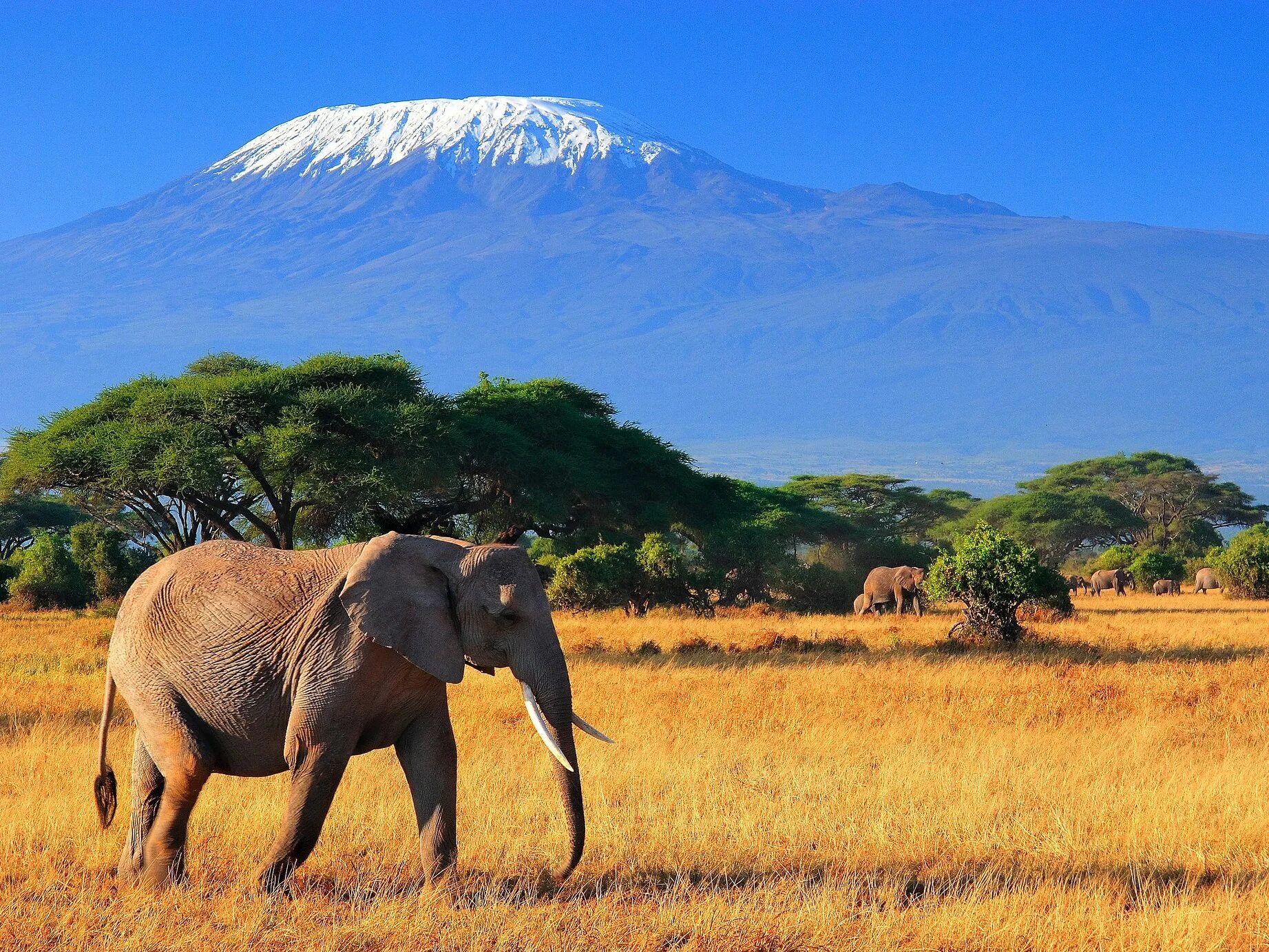 Особенности страны танзания. Танзания Килиманджаро. Танзания сафари Килиманджаро. Саванна Килиманджаро. Кения Килиманджаро.