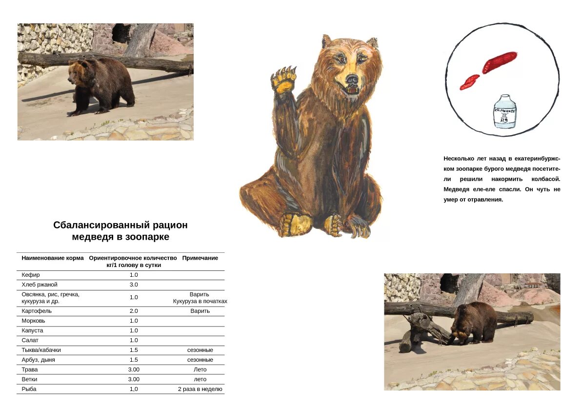 Бурый медведь приспособления. Питание бурого медведя. Рацион бурого медведя. Рацион питания медведя. Рацион медведя в зоопарке.