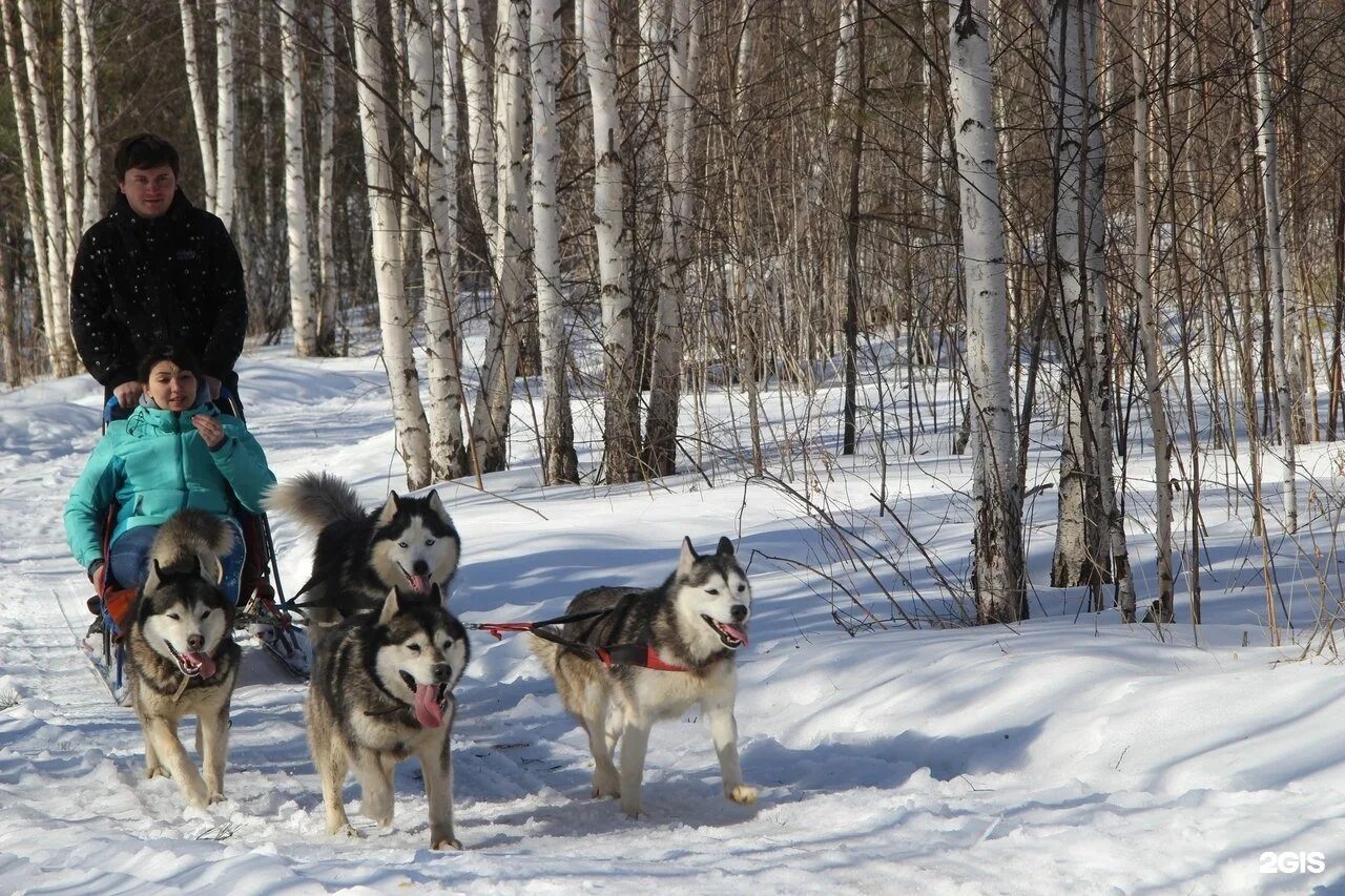 Эльбрус питомник собак. Питомник эльбрус екатеринбург. Хаски центр эльбрус екатеринбург. Питомник эльбрус екатеринбург. Собачий питомник эльбрус екатеринбург.