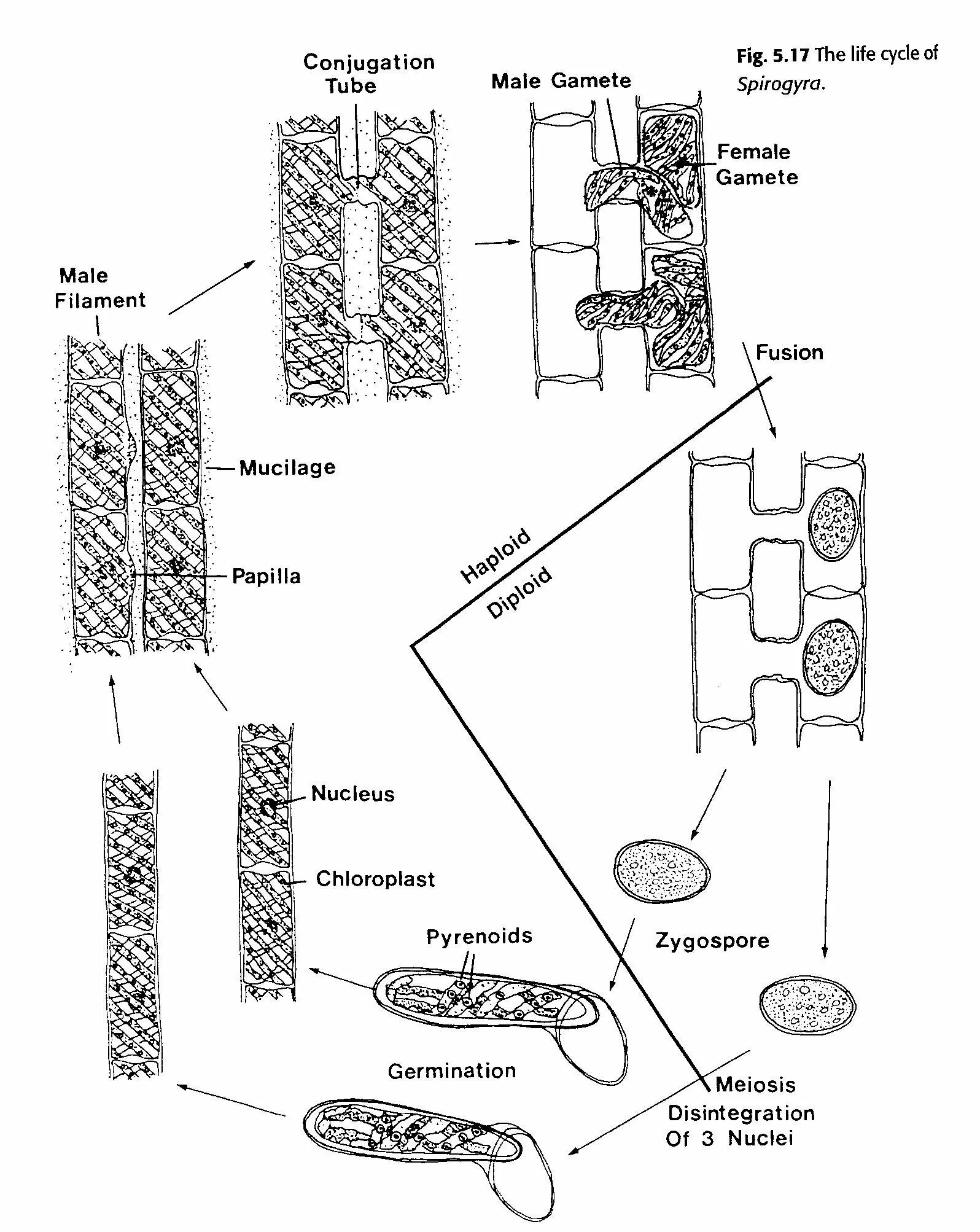 Спирогира развитие. Жизненный цикл спирогиры схема. Жизненный цикл Spirogyra. Схема цикла спирогиры. Конъюгация спирогиры схема.