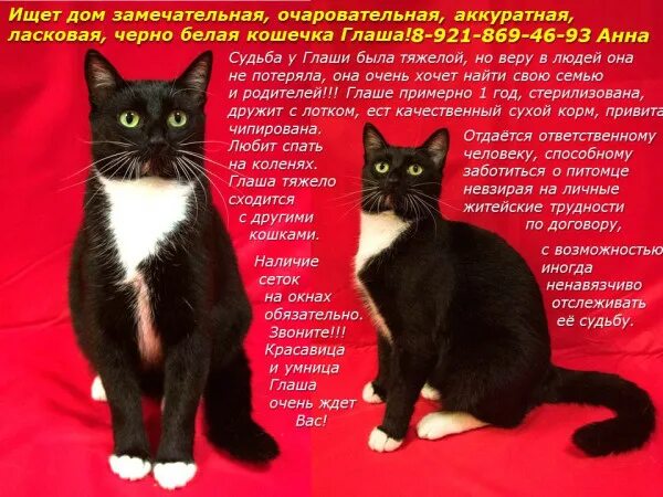 Как назвать черно белую кошечку. Имя для черно белой кошки. красивые имена для чёрно-белых кошечек. кличка для черного котенка. клички для черных котов.