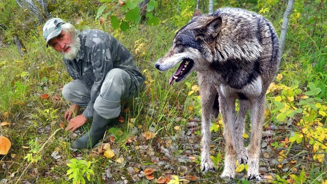 Голодные волки рыщут. Волк в тайге. Таёжный волк. Таежный волк и человек.