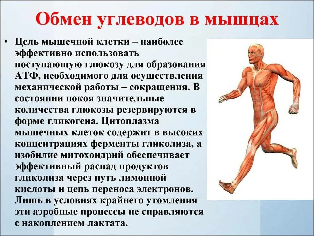 Обмен углеводов в мышцах. Мышечная активность. Особенности обмена углеводов в мышечной ткани. Особенности обмена углеводов в скелетных мышцах.