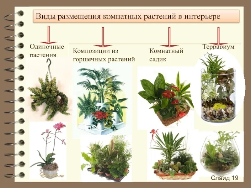 5 основных групп растений. Расположение комнатных растений. Виды растений окмтантых. Типы размещения комнатных растений. Приемы размещения комнатных растений.