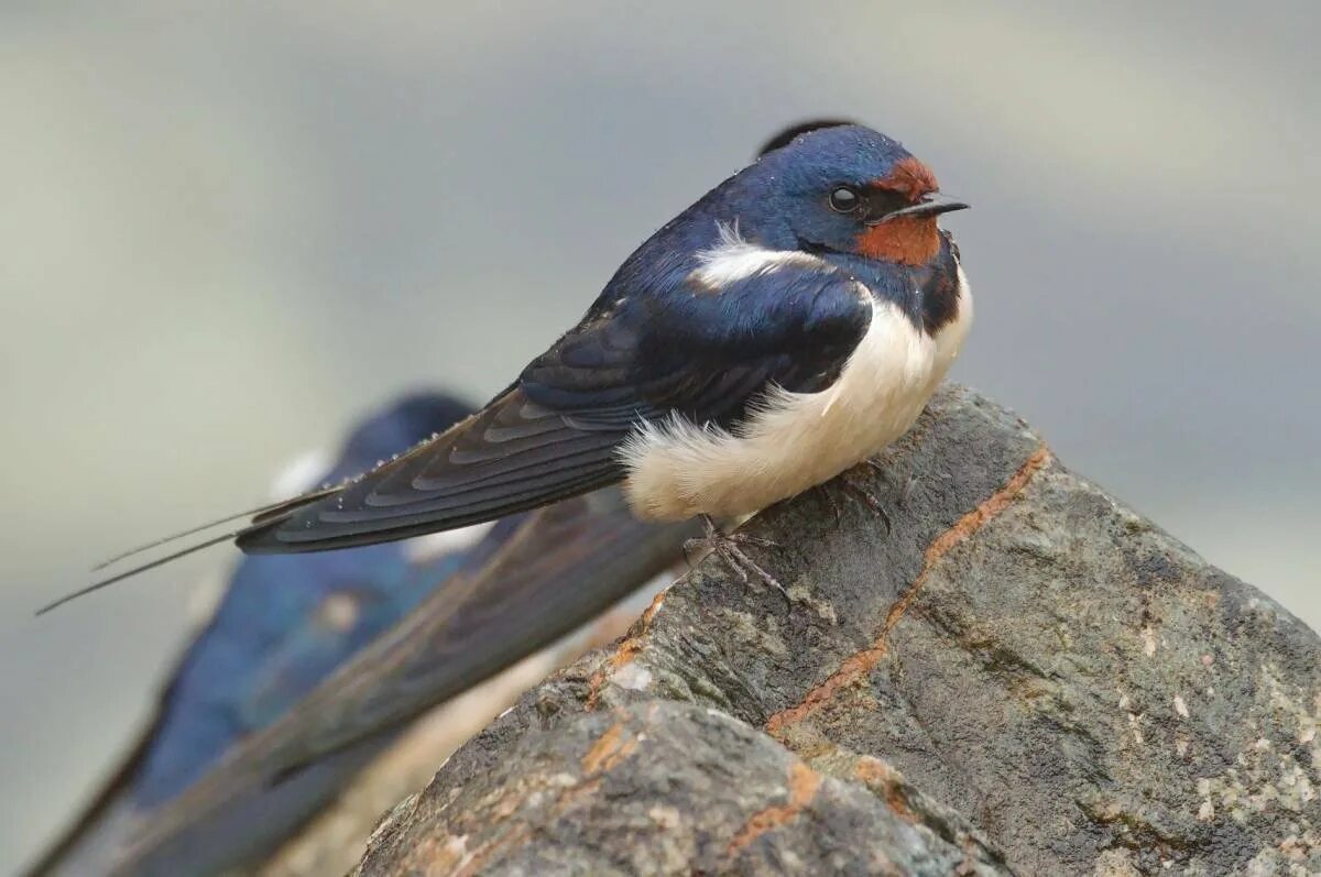 Деревенская Ласточка – Hirundo Rustica. Насекомоядные птицы Ласточка. Деревенская Ласточка Касатка. Ласточка касаточка птица. Qaldirg och rasmi