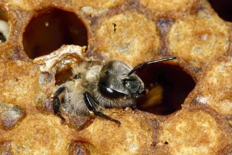 Личинка трутня пчелы. Пчеломатка откладывает яйца. Личинка пчелиной матки. Яйца пчел расплод матка. Куколка пчелы