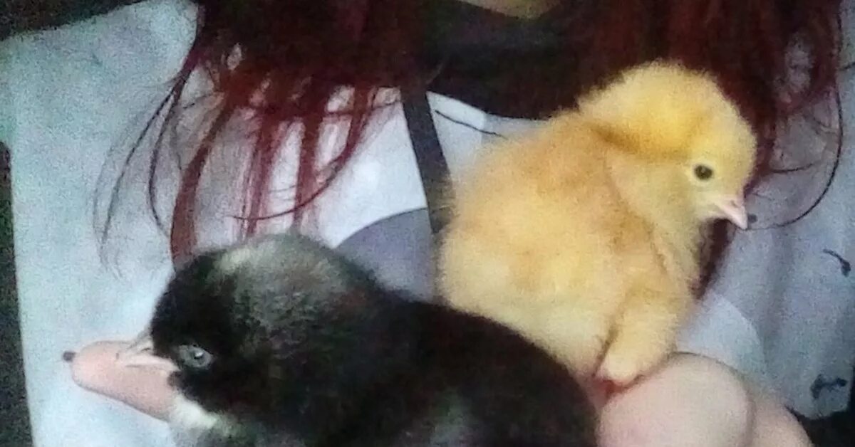 Пол цыпленка. Черный цыпленок суточные. Черные цыплята с белым пятном на голове. Цыплята мальчики и девочки.