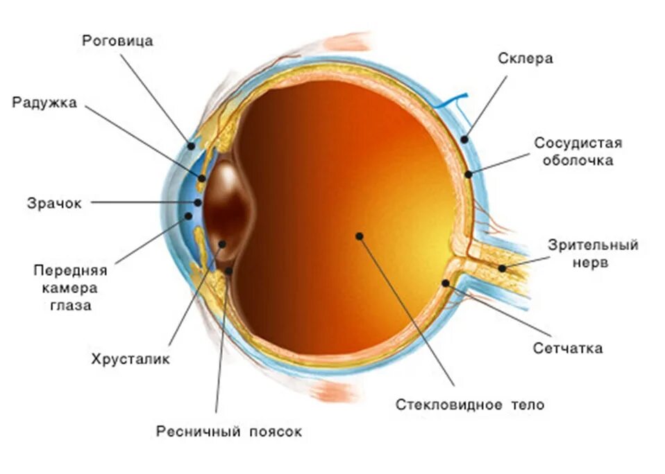 Строение глаза роговица радужка. Строение глаза сбоку. Строение глаза сетчатка роговица хрусталик. Роговица радужка зрачок строение. К оптической системе глаза относятся роговица хрусталик