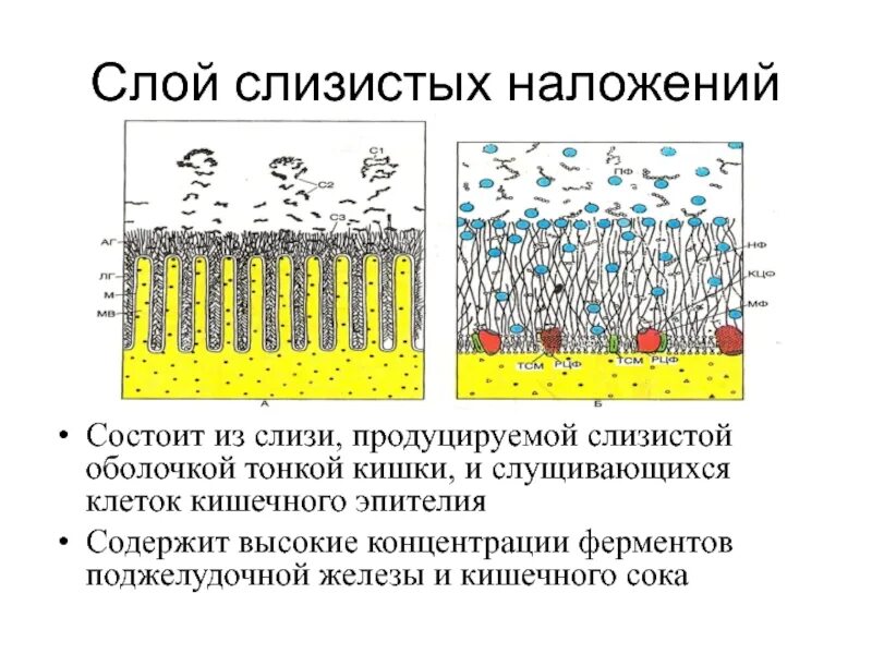 Слизистый слой кишки. Слой слизистых наложений. Мукозальный слой слизи. Строение слизистой кишечника и слизь.