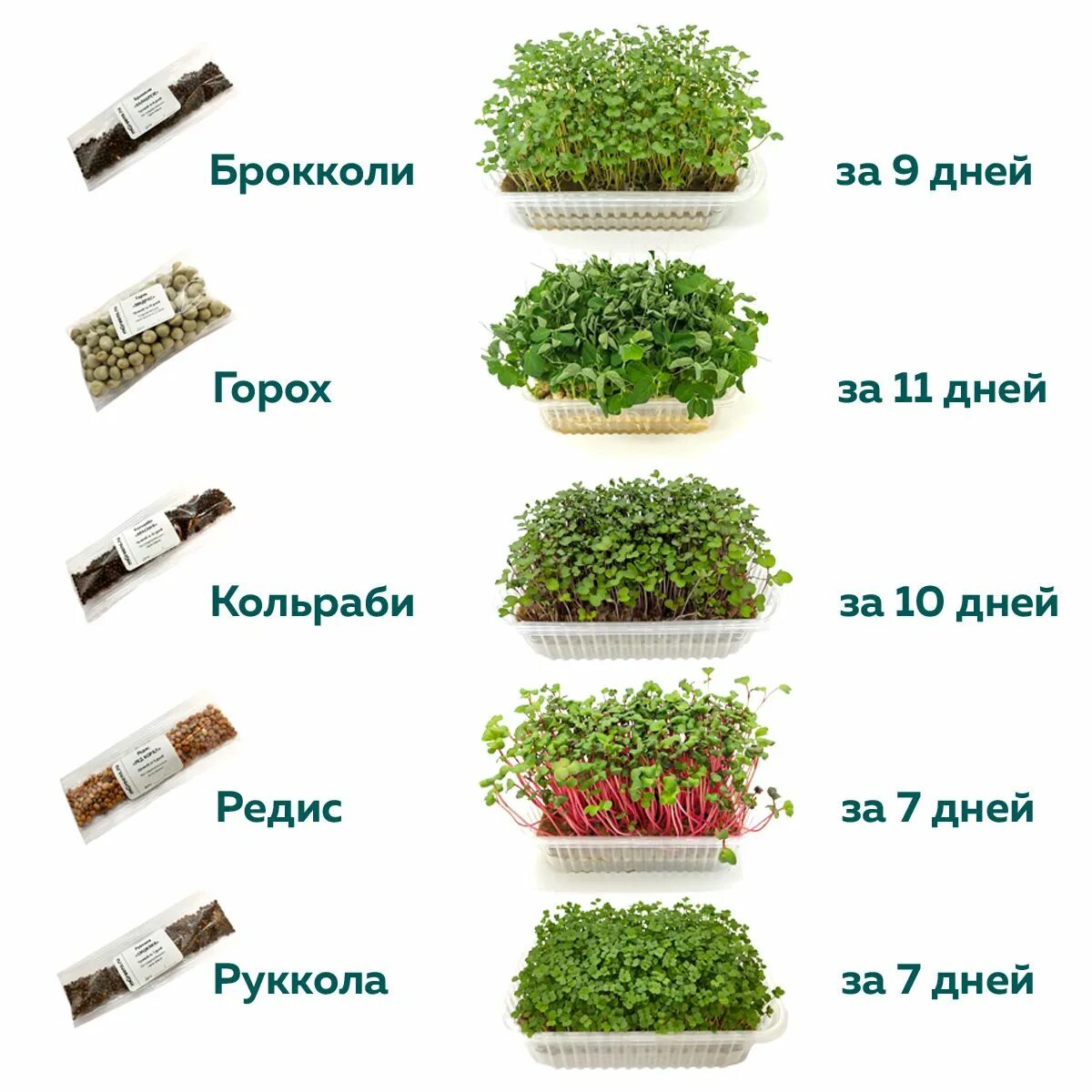 Инструкция по выращиванию микрозелени. Набор для выращивания микрозелени. кольраби микрозелень. схема выращивания микрозелени.