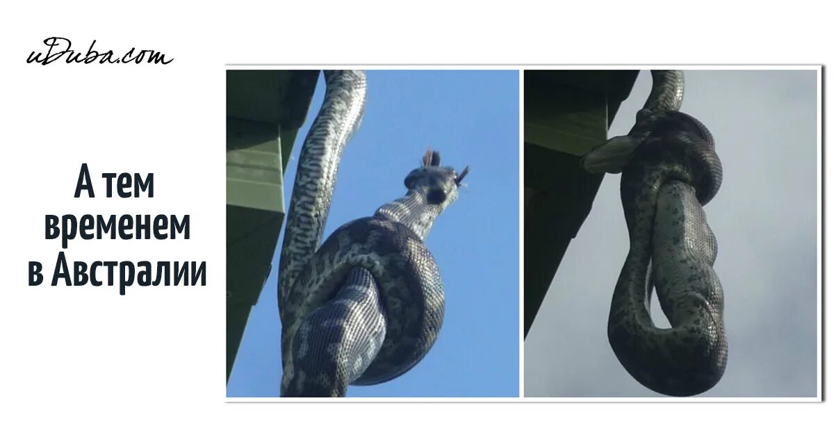 Почему я не хочу в австралию фото. Почему я не живу в австралии. Австралия в одном кадре змея пляж. Почему не стоит ехать в австралию. Причины не ехать в австралию.