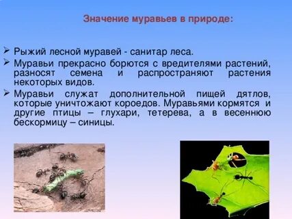 Польза лесных муравьев