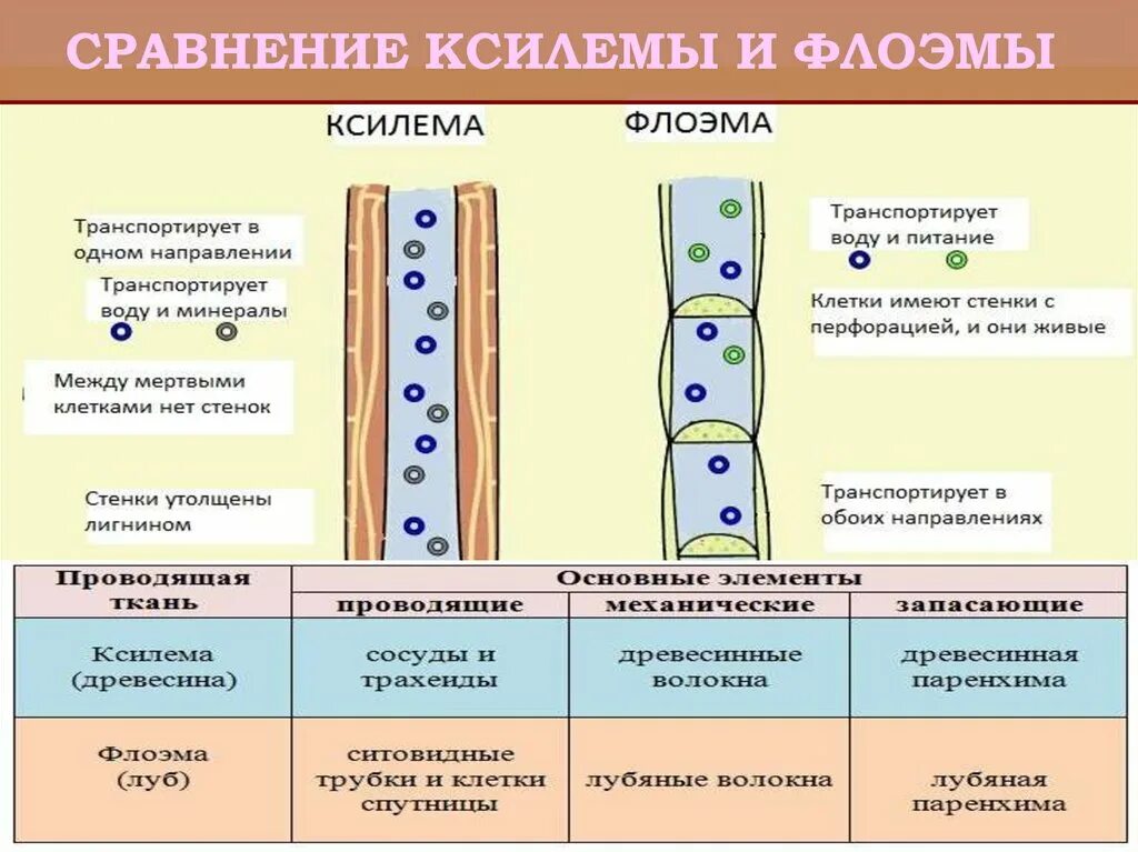 Проводящая ткань Ксилема строение. Функции клеток ксилемы. Ксилема и флоэма это ткани. Сосуды ксилемы строение. Укажите признаки характерные для флоэмы