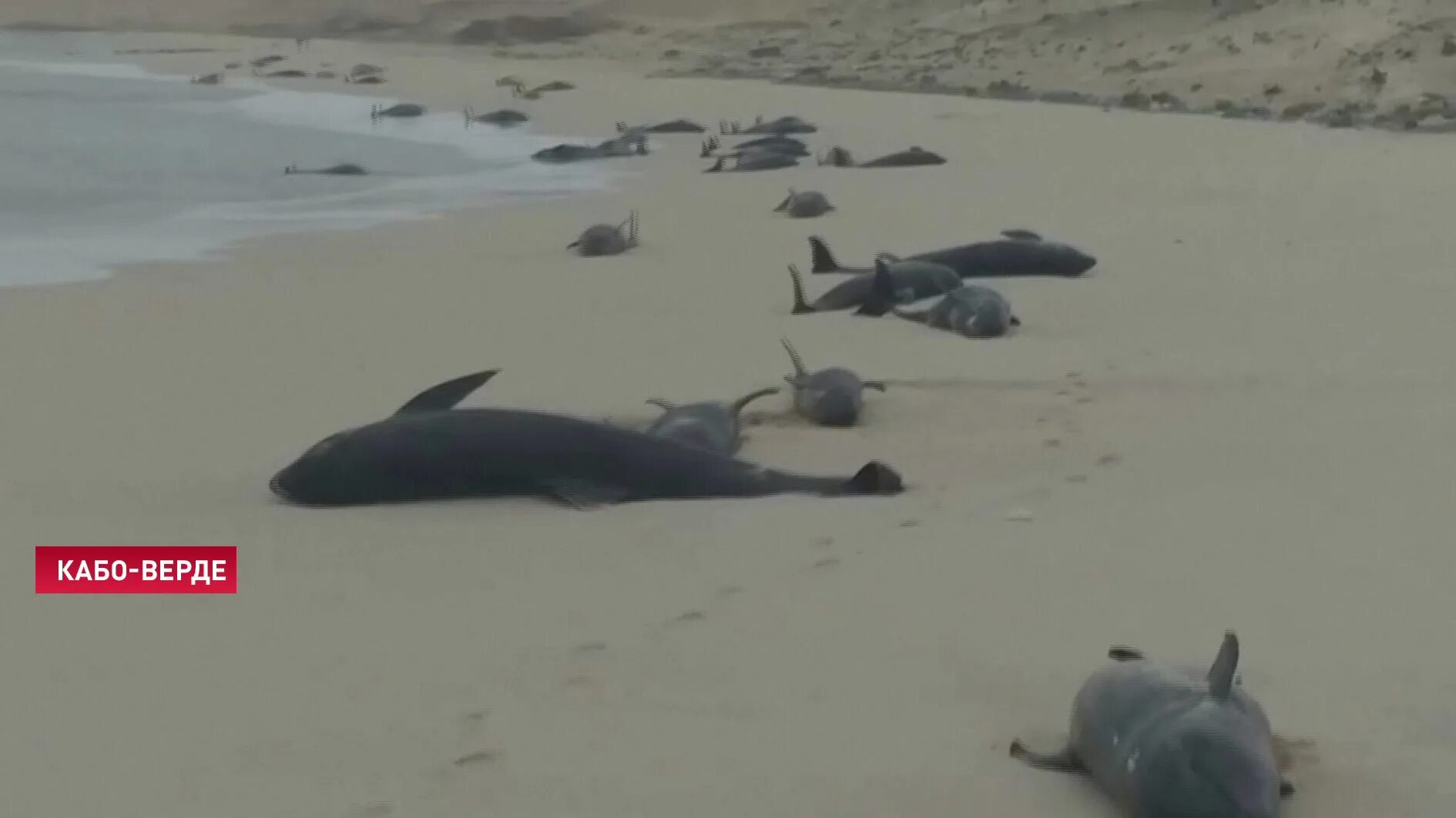 Песню умирающий дельфин. 200 Дельфинов выбросились на берег. Кабо Верде животные.