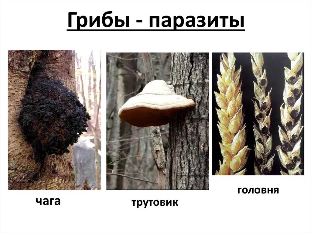 Какие грибы поражают. Головня спорынья трутовик. грибы паразиты головня биология. головня спорынья фитофтора трутовик. головня и спорынья грибы паразиты.