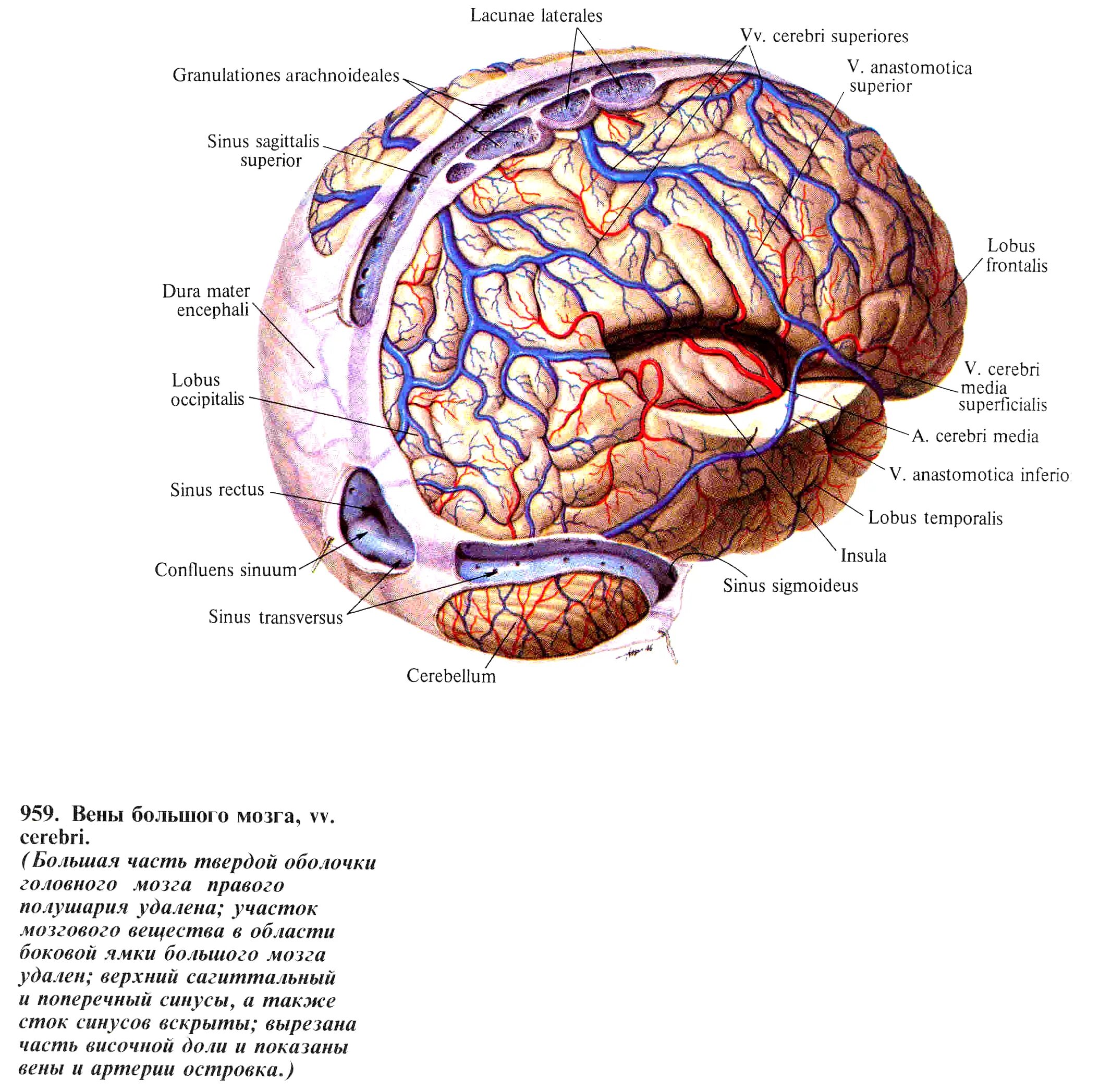 Sinus sagittalis superior