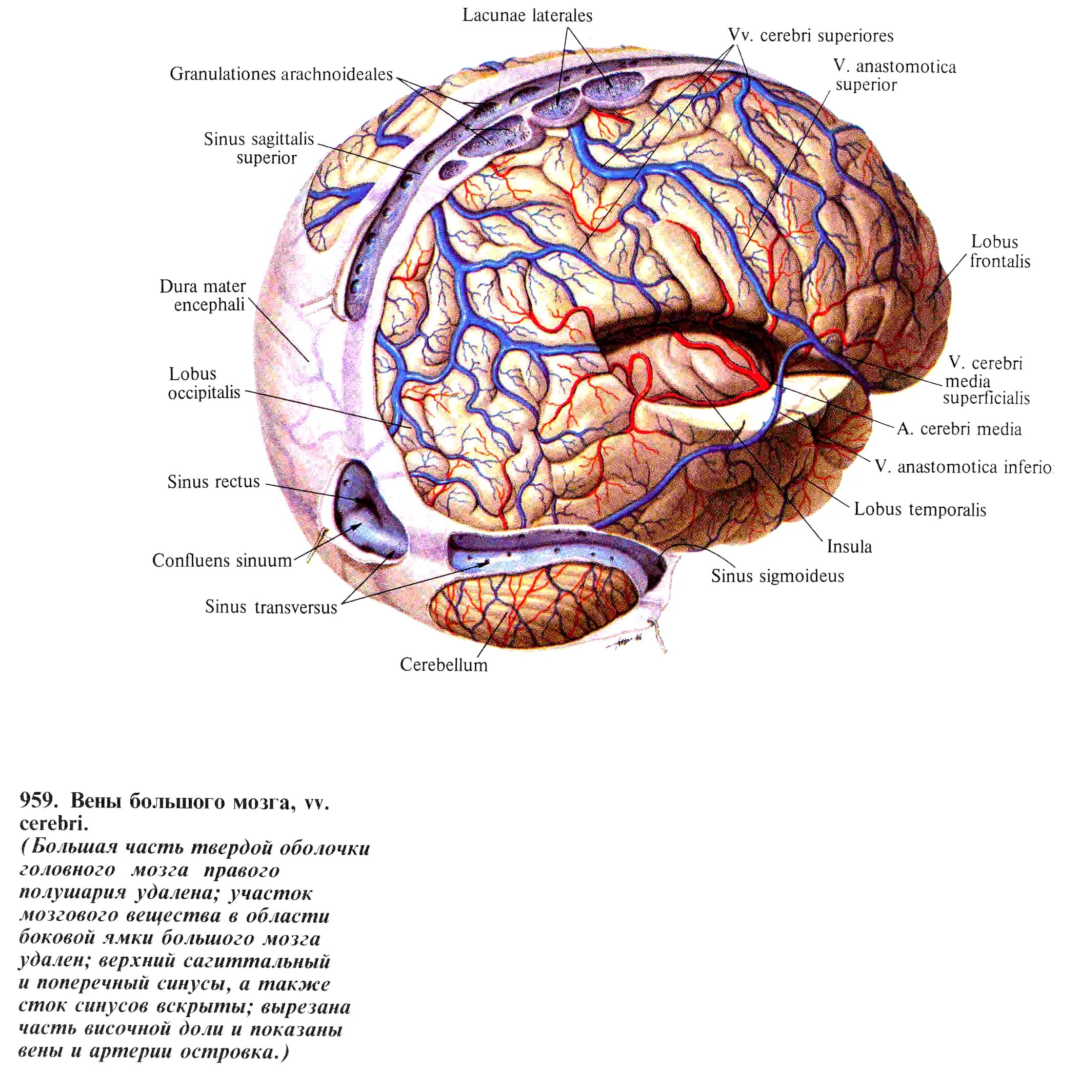 Верхние вены мозга. Кровоснабжение головного мозга венозный отток. Корковые вены головного мозга. Поверхностные мозговые вены анатомия. Система венозных синусов головного мозга.