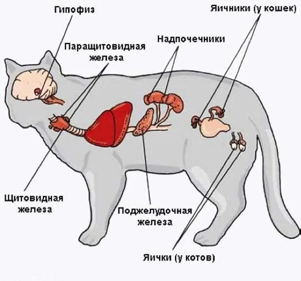 Как понять что кот заболел. Строение эндокринной системы животных. Строение желез внутренней секреции собаки. Эндокринная система животных схема. Эндокринная система коровы схема.