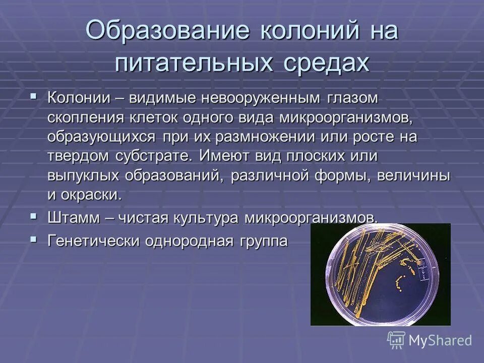 Образуют видимой формой. Колония это микробиология. Что такое колония по микробиология. Колония микроорганизмов это. Понятие о колониях микроорганизмов.