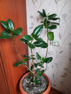 Как заставить фикус