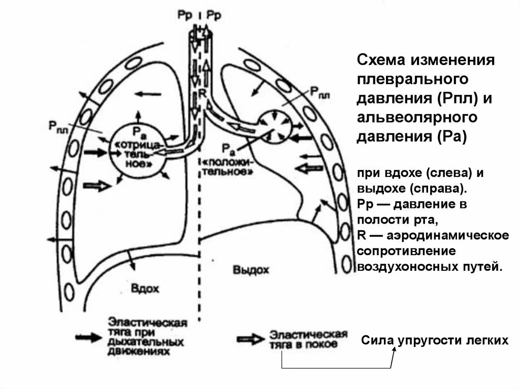 Выдох давление в легких. Изменение давления при вдохе и выдохе. Механизмы вдоха и выдоха давление в плевральной полости. Изменение плеврального давления при вдохе и выдохе. Отрицательное давление в плевральной полости.