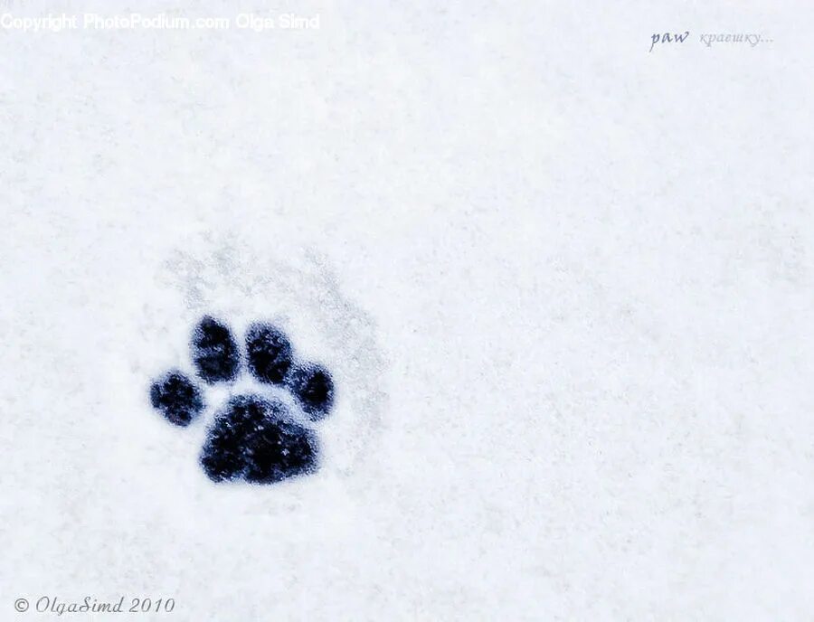 Следы кошки на снегу. Отпечатки лап на снегу. След кошачьей лапы на снегу. Кошачьи лапки на снегу. Лапка на снегу